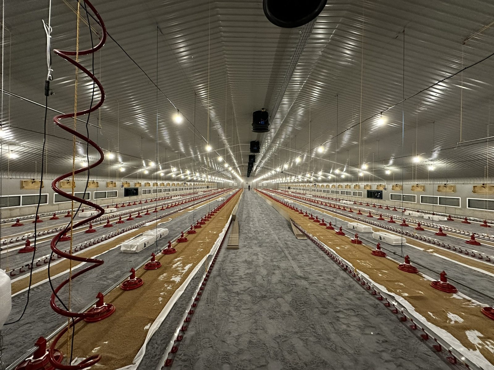 Agricultural poultry shed lighting installation